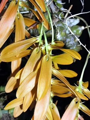 Image of Bulbophyllum refractum 5